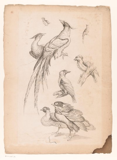 Acht Chinese vogels, waaronder mogelijk paradijsvogels (Verschillende Chinese vogels) door Gabriel Huquier (attributed to)