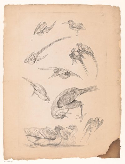 Elf Chinese vogels, waaronder eenden en papegaaiachtigen (Verschillende Chinese vogels) door Gabriel Huquier (attributed to)