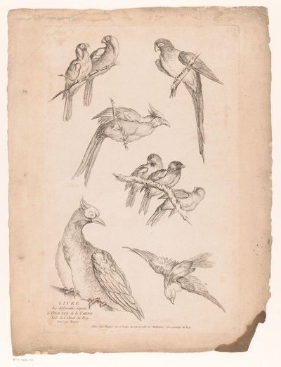Negen Chinese vogels door Gabriel Huquier (attributed to)
