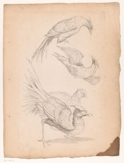 Vier Chinese vogels, mogelijk paradijsvogels door Gabriel Huquier (attributed to)