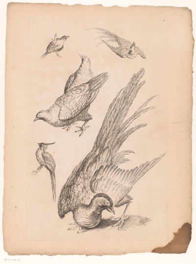 Zes Chinese vogels door Gabriel Huquier (attributed to)