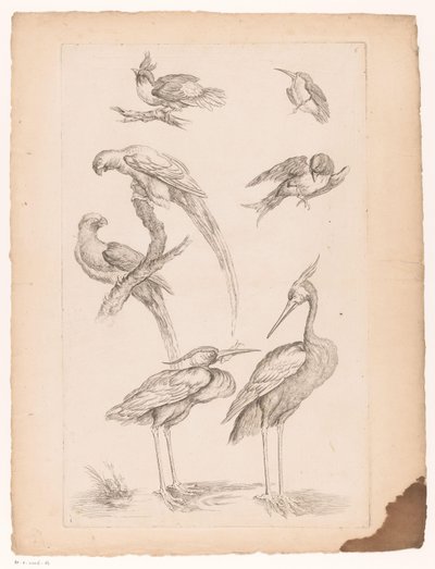 Zeven Chinese vogels, waaronder reigers en papegaaiachtigen door Gabriel Huquier (attributed to)