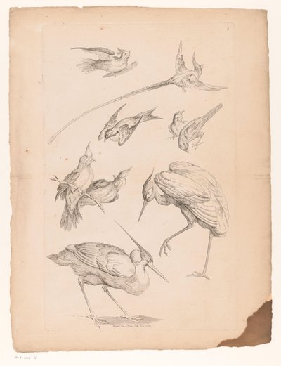 Negen Chinese vogels, waaronder een reiger en mogelijk paradijsvogels, Verschillende Chinese vogels, Livre des differentes espèces d
