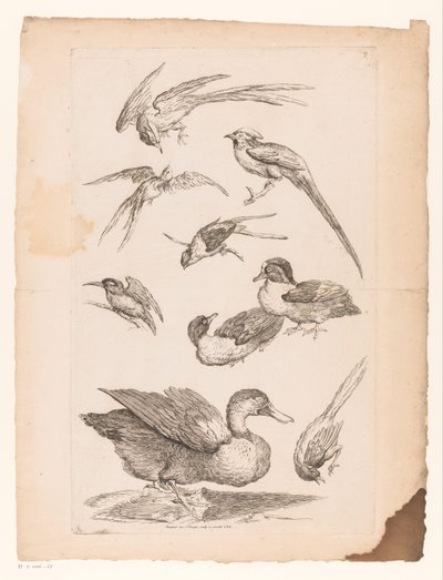 Negen Chinese vogels, waaronder eenden, een ijsvogel en mogelijk paradijsvogels door Gabriel Huquier