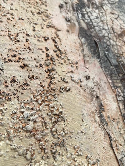  door Gabriela Aleksandra Szuba