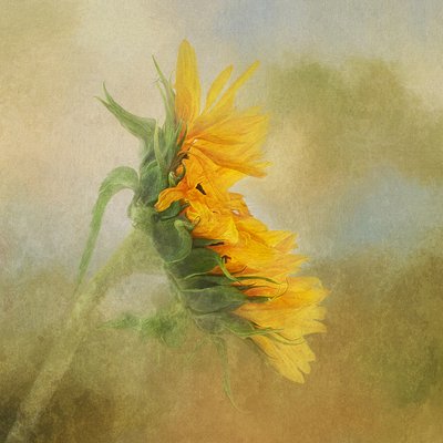  door Gaille Gray