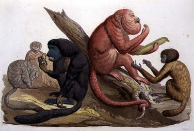 Apen van Zuid-Amerika (kleur litho) door Gallo Gallina