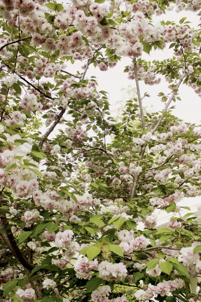 Kersenbloesems in de lente door Gemma Bardot