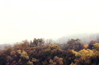 Mistig herfstbos door Gemma Bardot