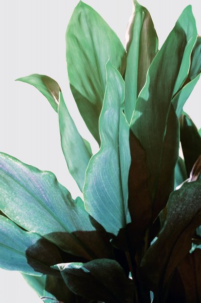Tropische groene plant door Gemma Bardot