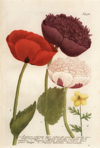 Opium papaver variëteiten, Papaver somniferum, en Anemone mexicana door Georg Dionysius (after) Ehret