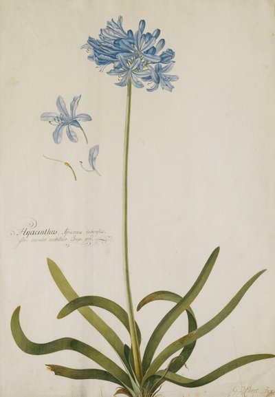 Agapanthus door Georg Dionysius Ehret