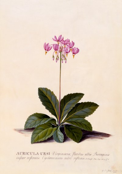 Aricula Ursi Shooting Star, ca. 1744 handgekleurde gravure door "Georg Dionysius Ehret