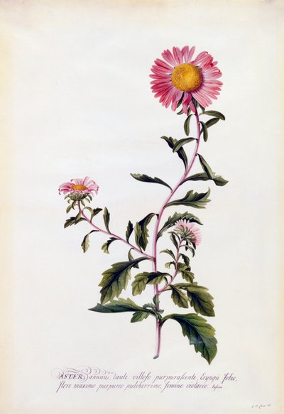 Aster, ca. 1743 handgekleurde gravure door "Georg Dionysius Ehret