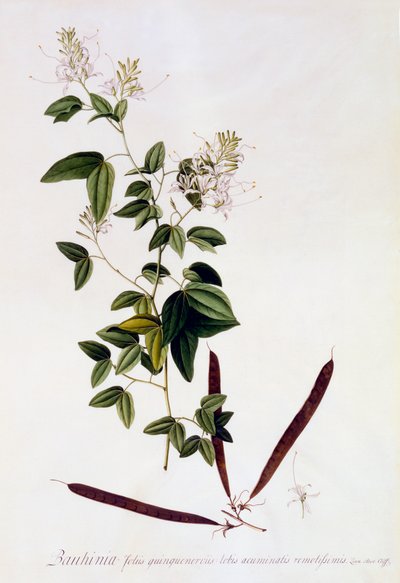 Bauhinia, c. 1745 handgekleurde gravure door "Georg Dionysius Ehret