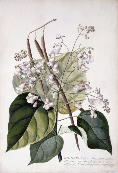 Bignonia door Georg Dionysius Ehret