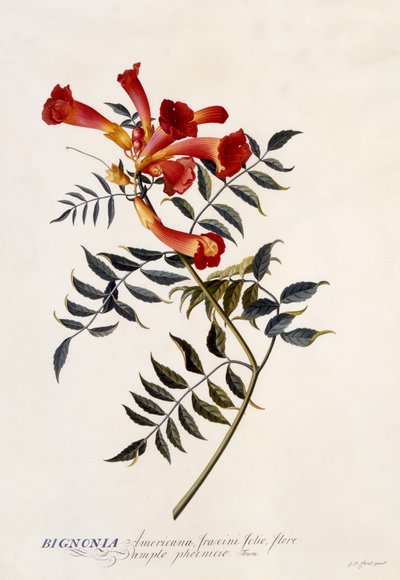 Bignonia Americana, c.1743 (handgekleurde gravure) door Georg Dionysius Ehret