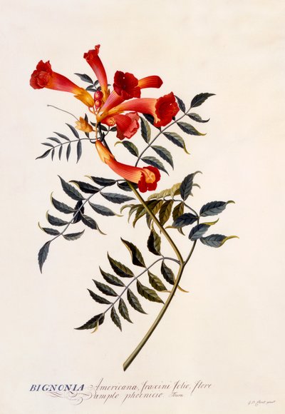 Bignonia Americana, ca. 1743 handgekleurde gravure door "Georg Dionysius Ehret