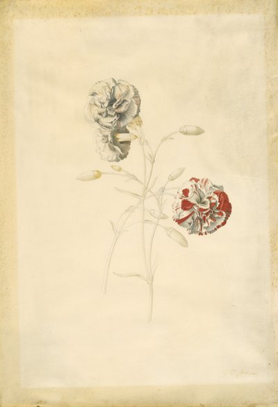 Anjers door Georg Dionysius Ehret