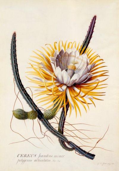 Cereus Koningin van de Nacht, handgekleurde gravure door "Georg Dionysius Ehret