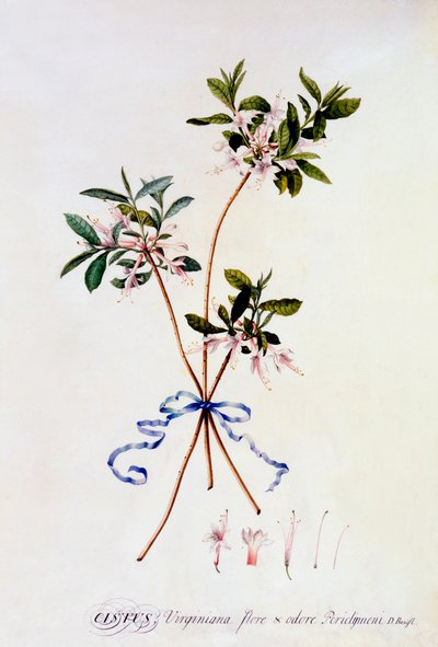 Cistus Virginiana, ca. 1743 handgekleurde gravure door "Georg Dionysius Ehret