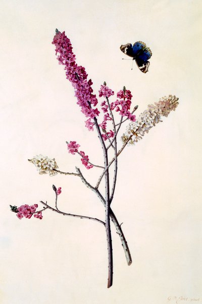 Daphne Mezereum met Vlinder door "Georg Dionysius Ehret