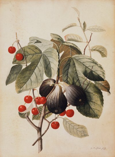Vijgen en kersen, 1747 door Georg Dionysius Ehret