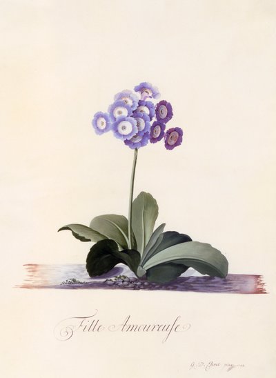 Tuin Auricula Fille Amoureuse, ca. 1743 handgekleurde gravure door "Georg Dionysius Ehret