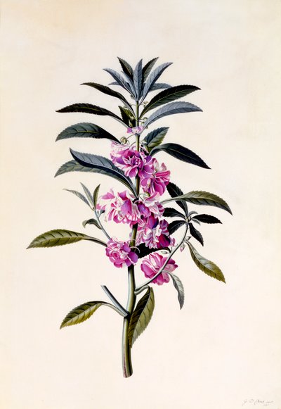Tuinbalsem Impatiens Balsamina, ca. 1746 handgekleurde gravure door "Georg Dionysius Ehret