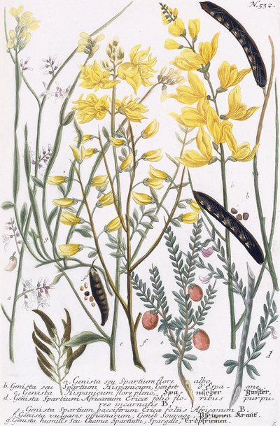 Genista door Georg Dionysius Ehret