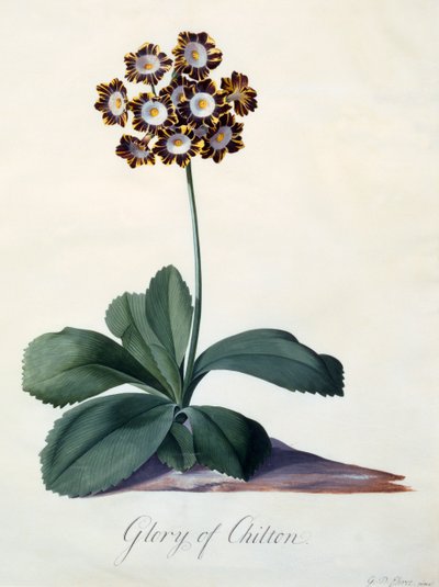 Glorie van Chilton ca. 1745 handgekleurde gravure door "Georg Dionysius Ehret