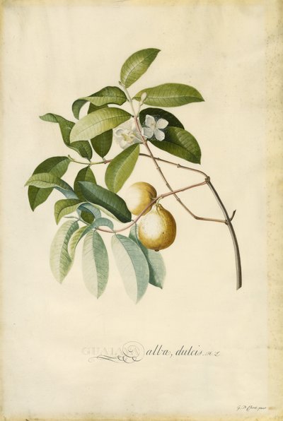 Guave door Georg Dionysius Ehret