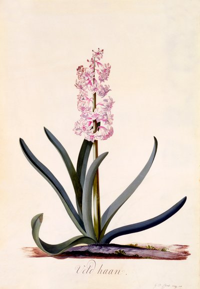 Hyacint 