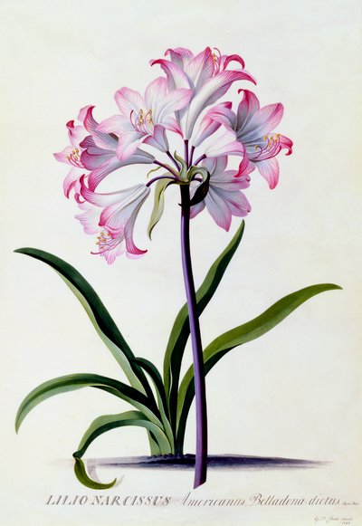 Lilio Narcissus, c. 1744 handgekleurde gravure door "Georg Dionysius Ehret