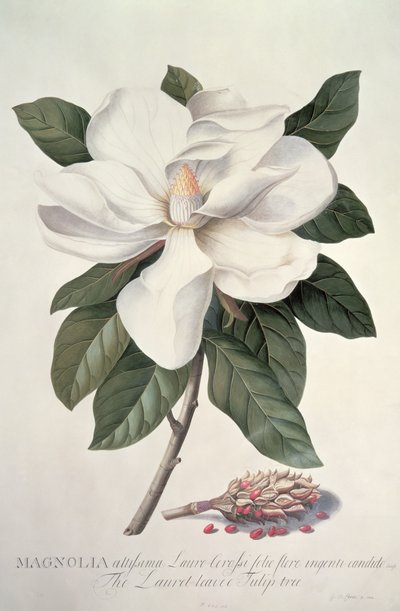 Magnolia door Georg Dionysius Ehret