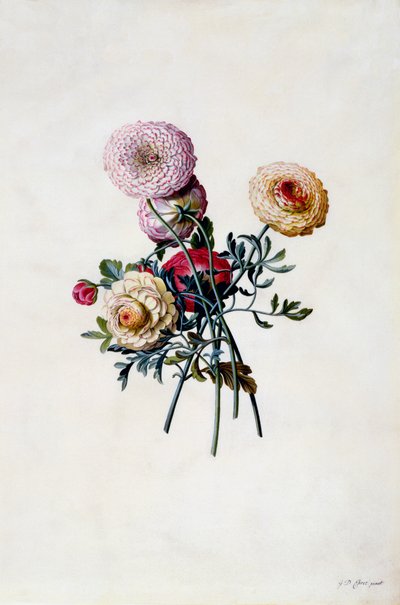 Gemengde Ranunculas, c. 1743 handgekleurde gravure door "Georg Dionysius Ehret