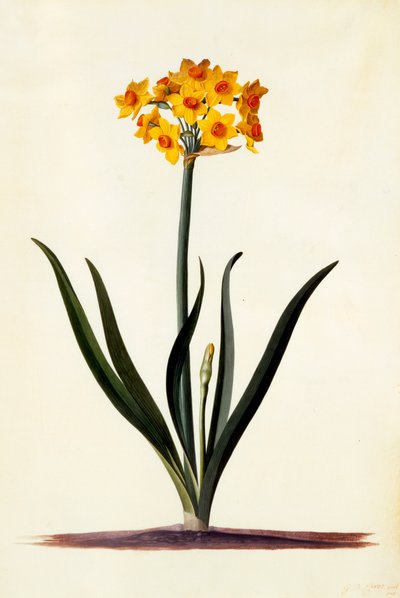 Narcissus, ca. 1745 handgekleurde gravure door "Georg Dionysius Ehret