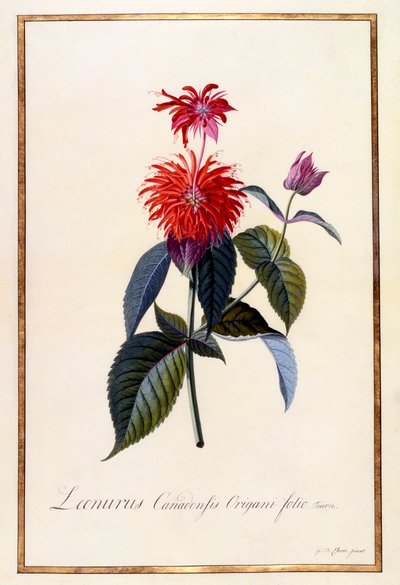 Oswego Theeplant door "Georg Dionysius Ehret