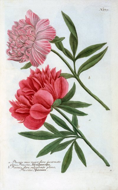 Paeonia, 1737 handgekleurde gravure door "Georg Dionysius Ehret