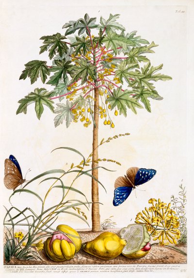 Papaja, ca. 1748 handgekleurde gravure door "Georg Dionysius Ehret