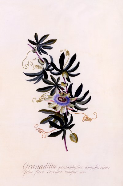 Passiflora Granadilla door "Georg Dionysius Ehret
