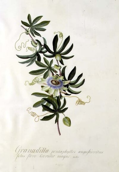 Passiebloem door Georg Dionysius Ehret