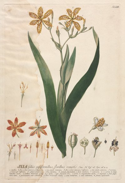 Plantae Selectae: No. 52 - Ixia door Georg Dionysius Ehret