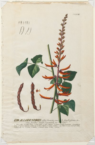 Plantae Selectae: No. 58 - Corallodendron door Georg Dionysius Ehret