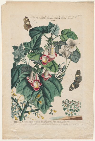 Planten en zeldzame vlinders: Martynia door Georg Dionysius Ehret
