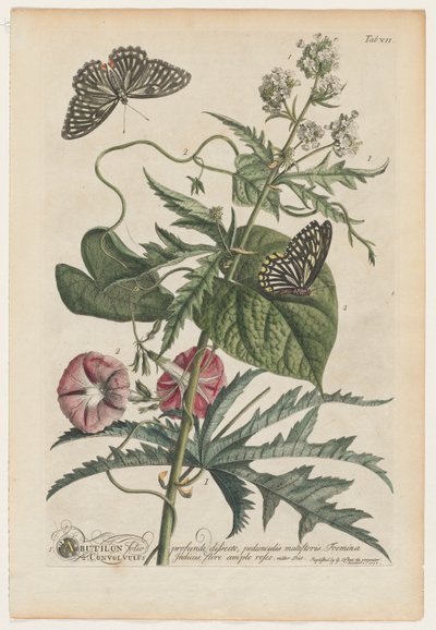 Plantae et papiliones rariores: Nr. 7 door Georg Dionysius Ehret