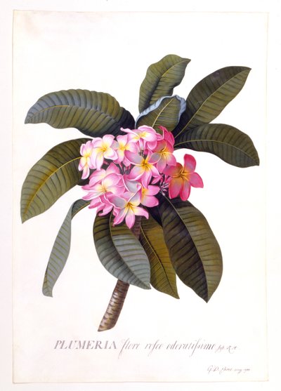 Plumeria, c. 1744 handgekleurde gravure door "Georg Dionysius Ehret