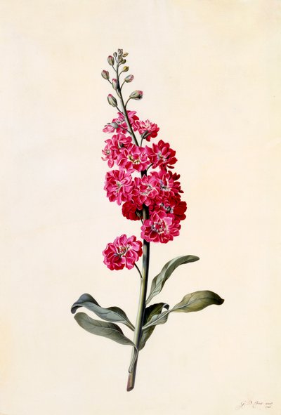 Stock Matthiola Incana, ca. 1746 handgekleurde gravure door "Georg Dionysius Ehret
