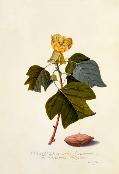 De Virginische Tulpenboom, ca. 1743 handgekleurde gravure door "Georg Dionysius Ehret