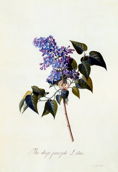 De diep-paarse Sering door "Georg Dionysius Ehret